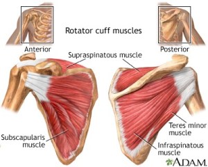 rotator cuff